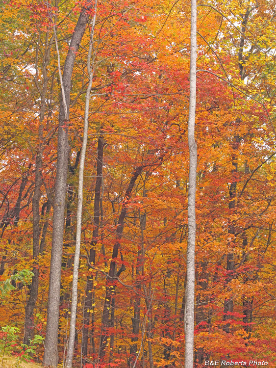 foliage