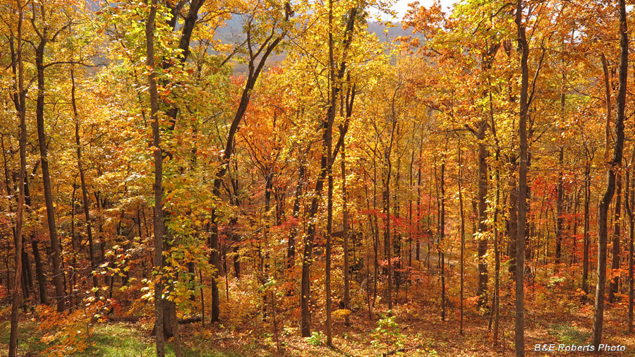 Foliage-deck_view