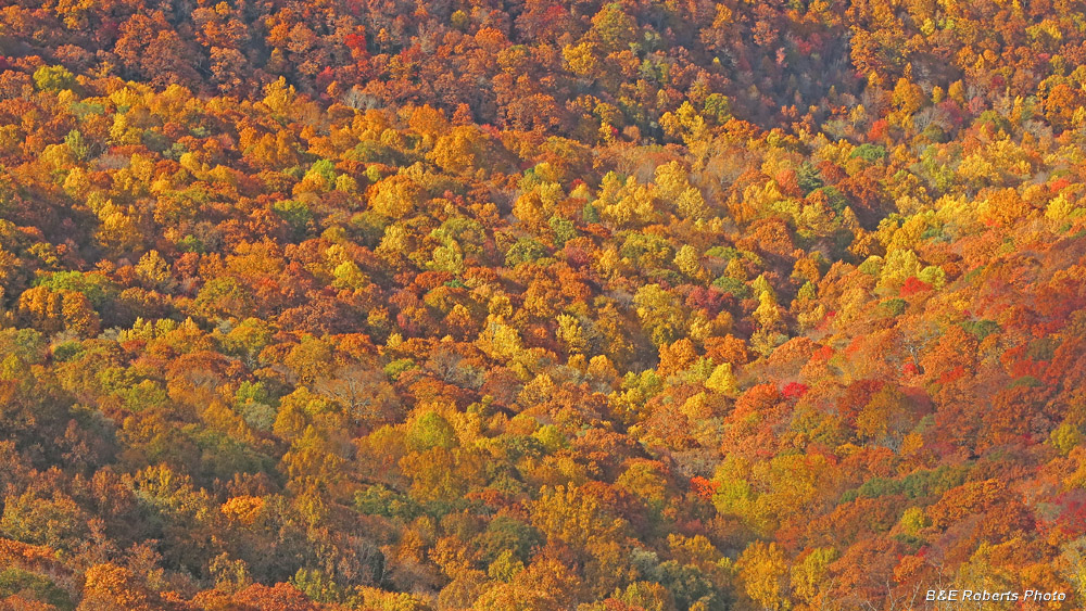 foliage