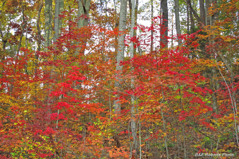 Foliage