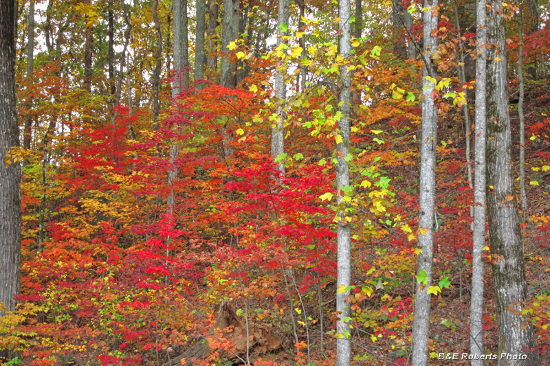 foliage