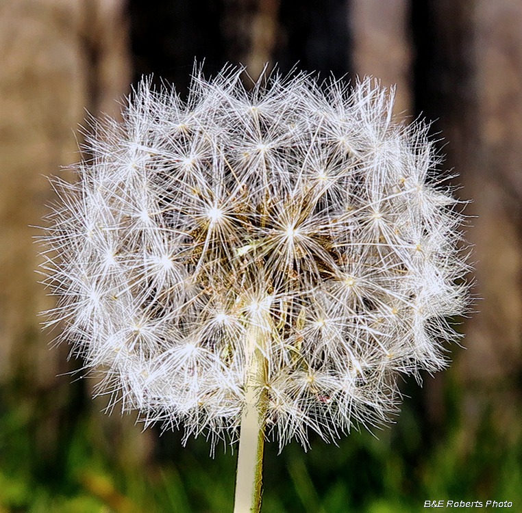 Dandelion