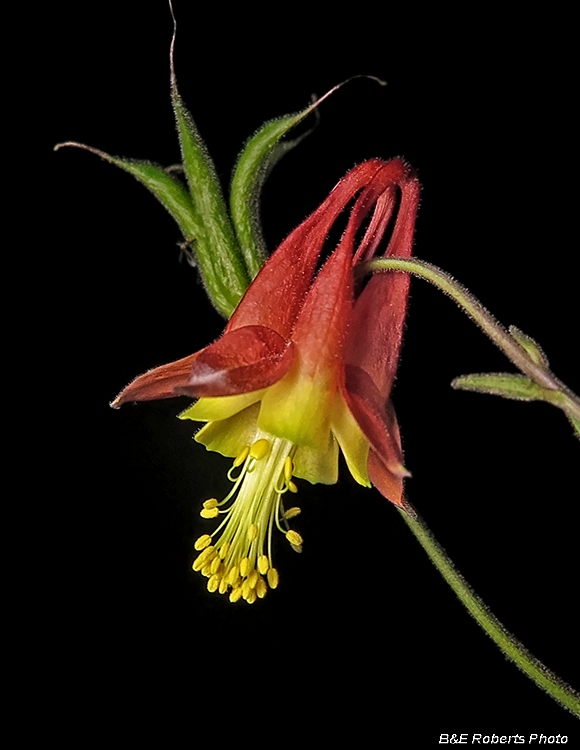 Columbine