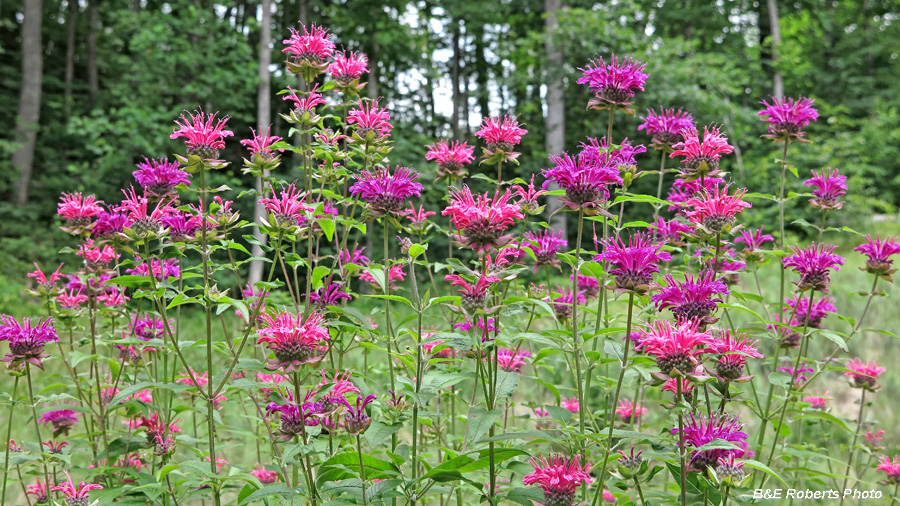 Beebalm