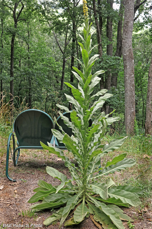 Mullein