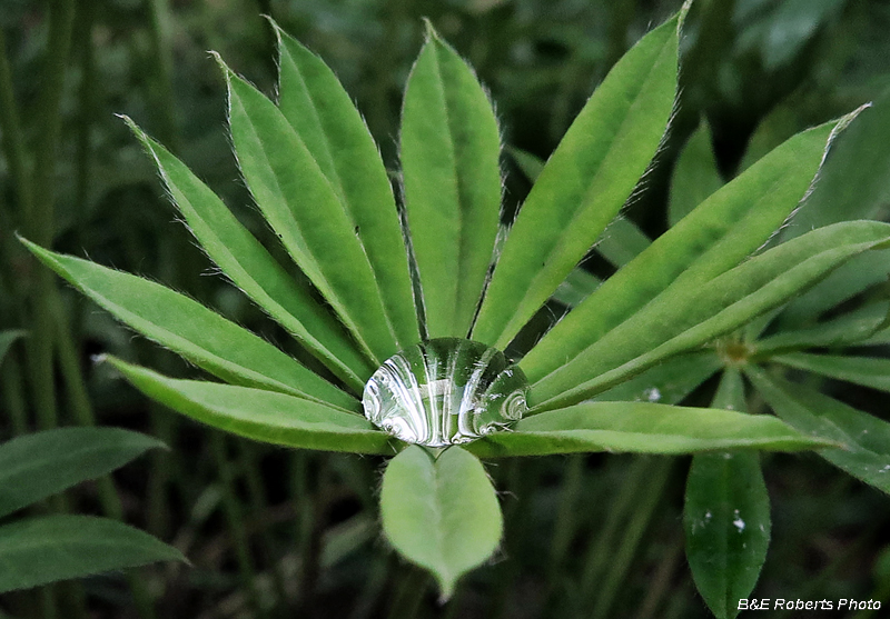 Lupine_leaflet_water_drop