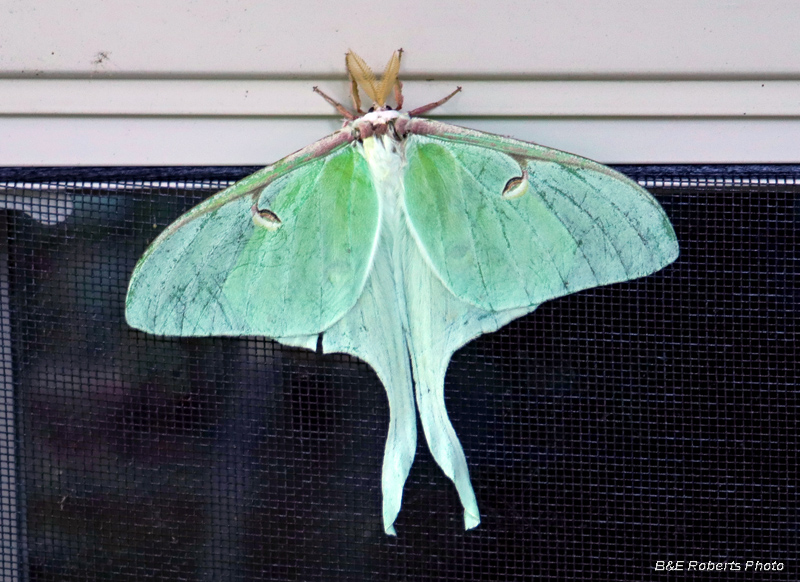 Luna_moth