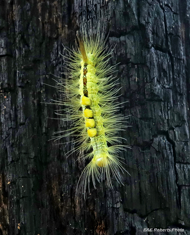 Definite_Tussock_Moth