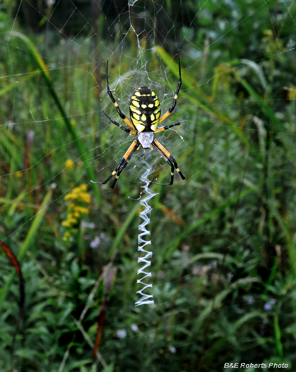 Yellow_garden_spider