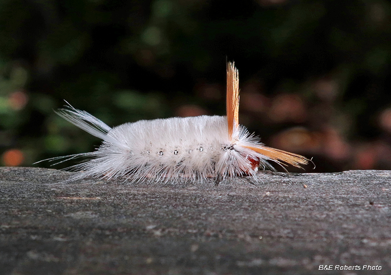 Sycamore_Tussock