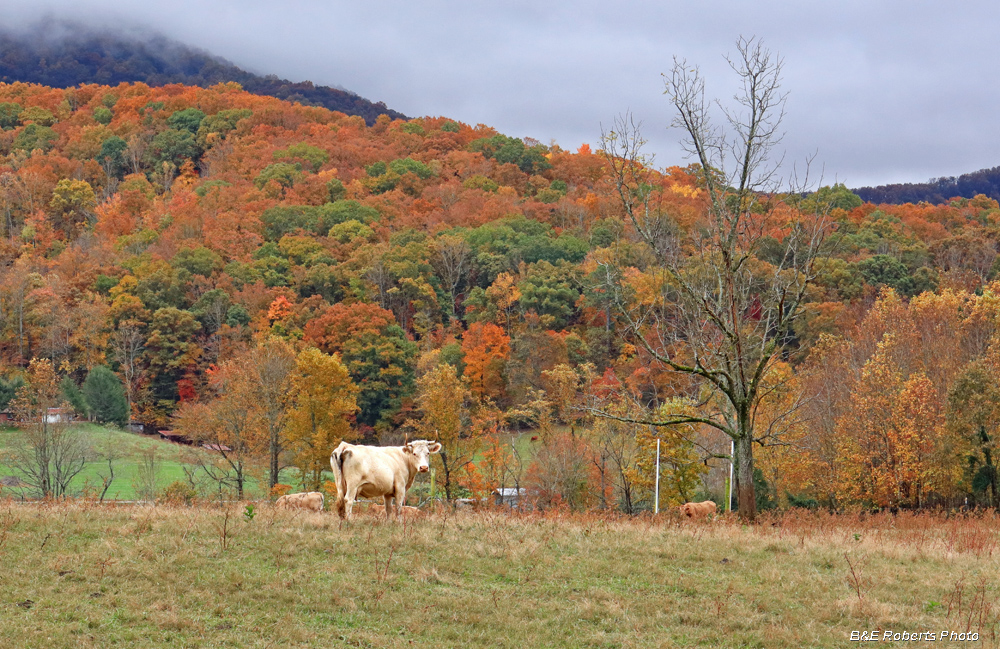 Cow_foliage