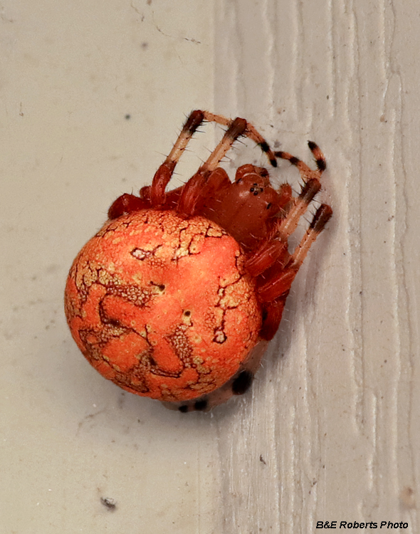 Marbled_Orbweaver