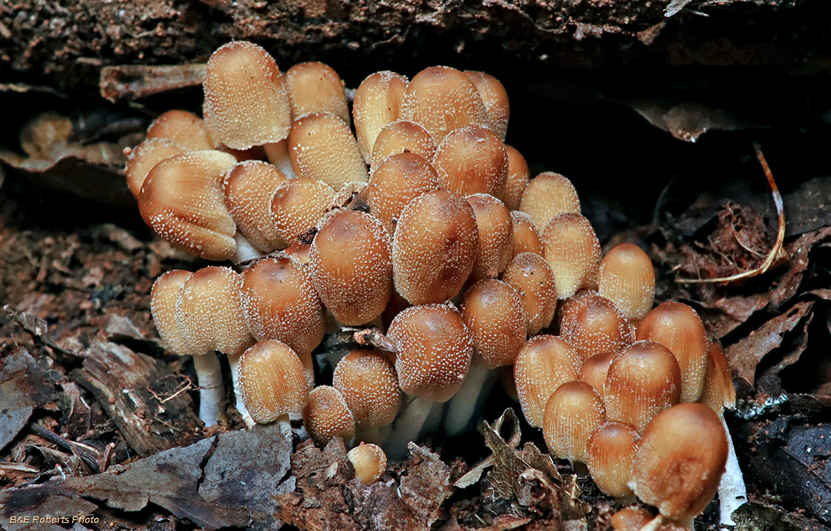 Mushrooms