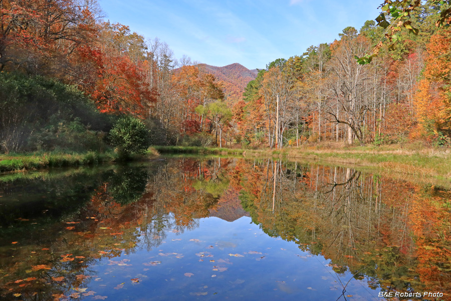 Pond_foliage_reflection