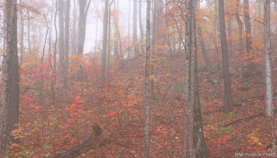 Foggy_morning_slope