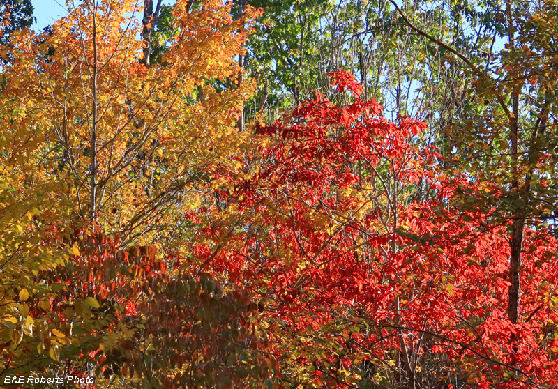 foliage