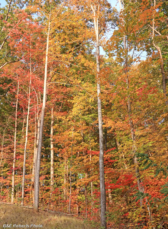 foliage