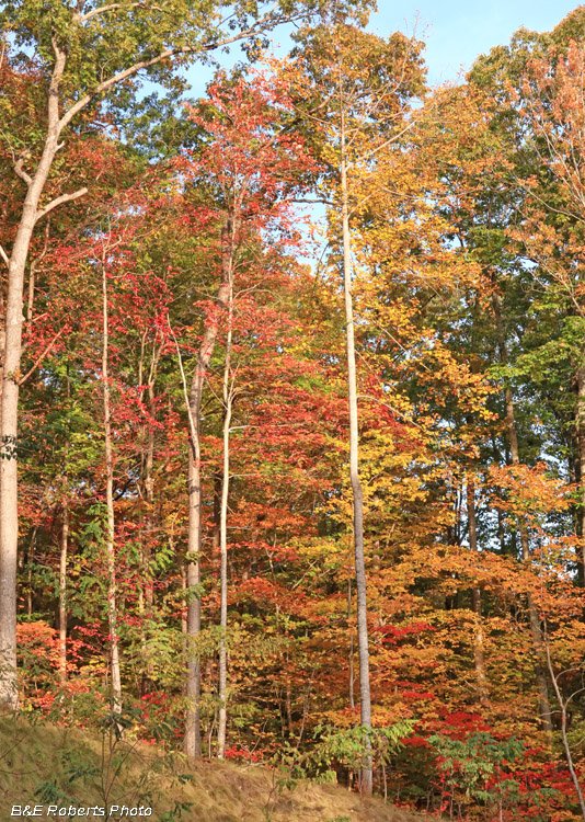 foliage