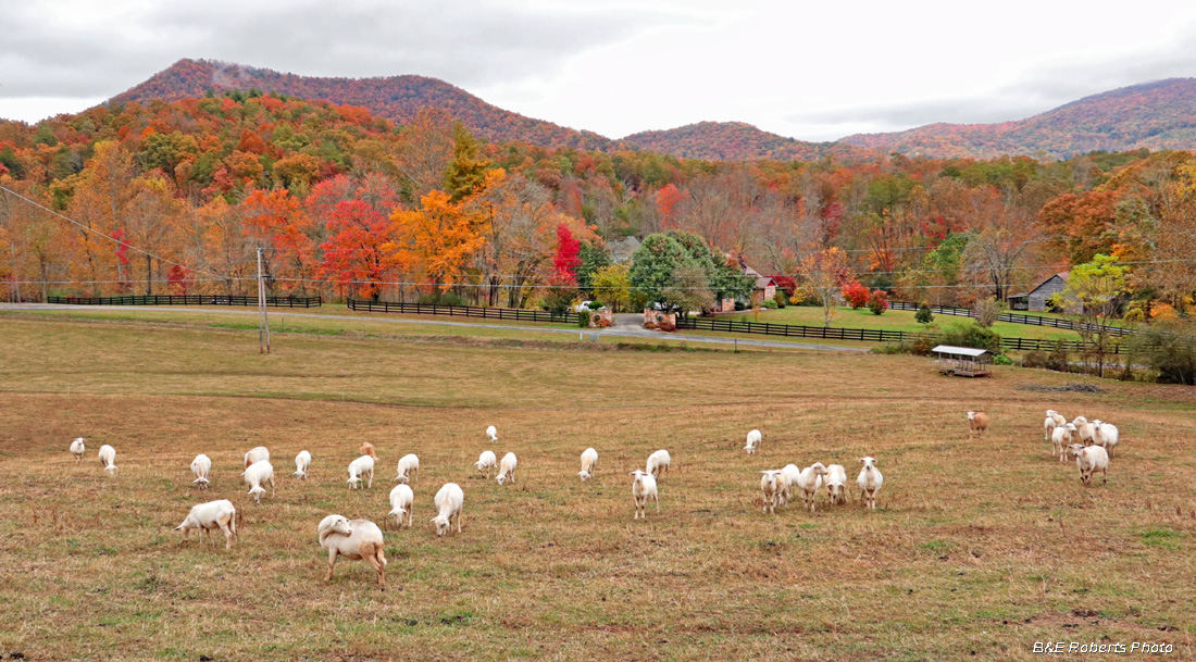 Sheep-foliage