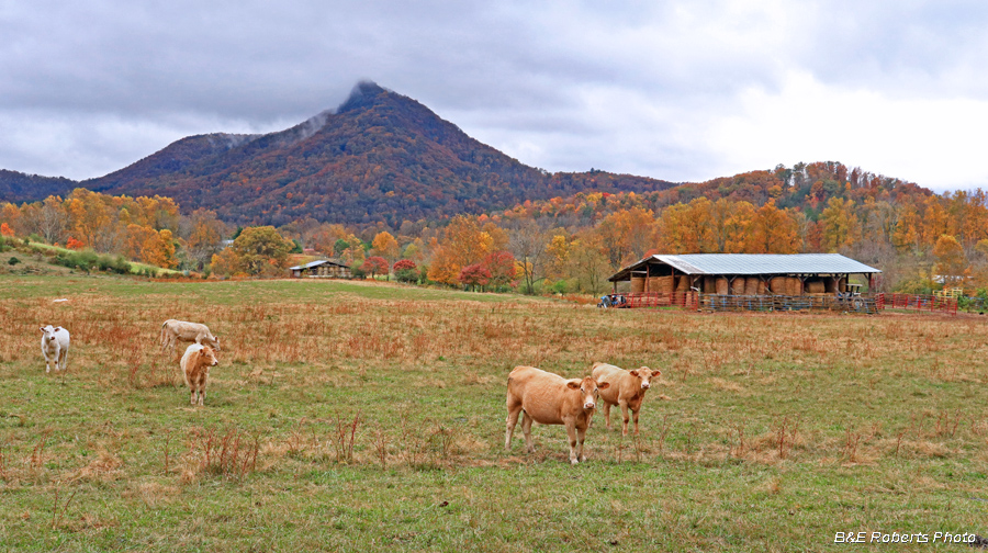 Cows_Upper-Bell_foliage