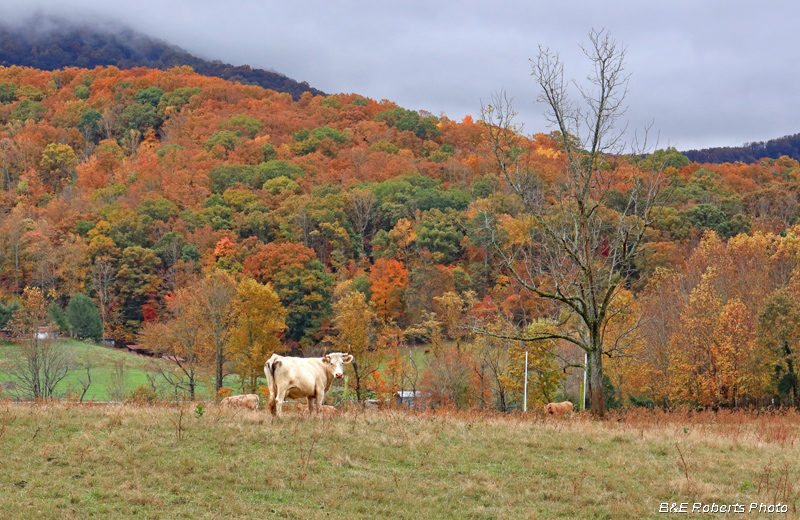 Cow_foliage