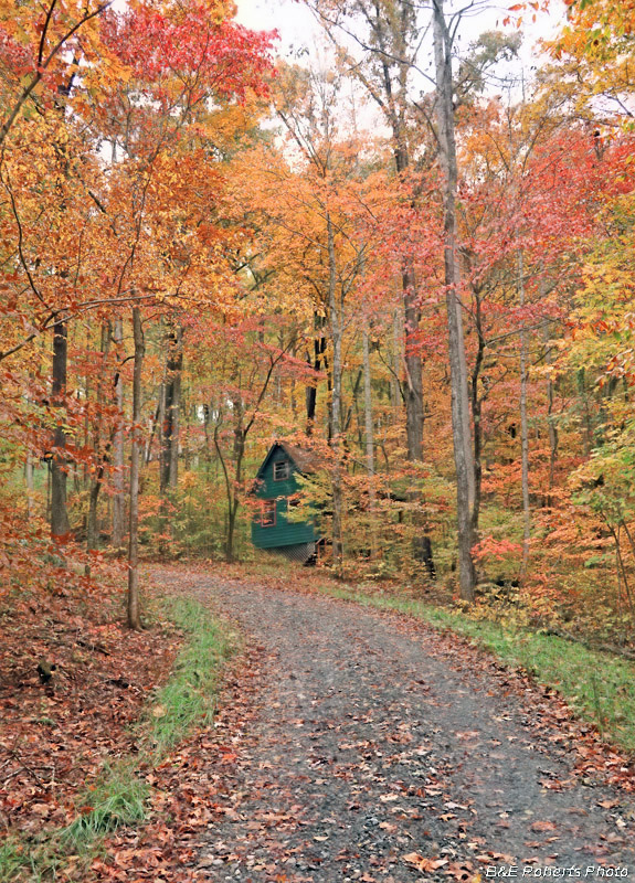 driveway_foliage