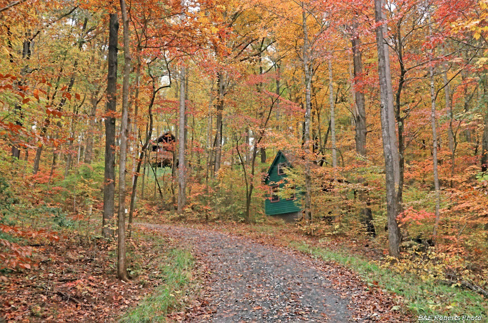 driveway_foliage