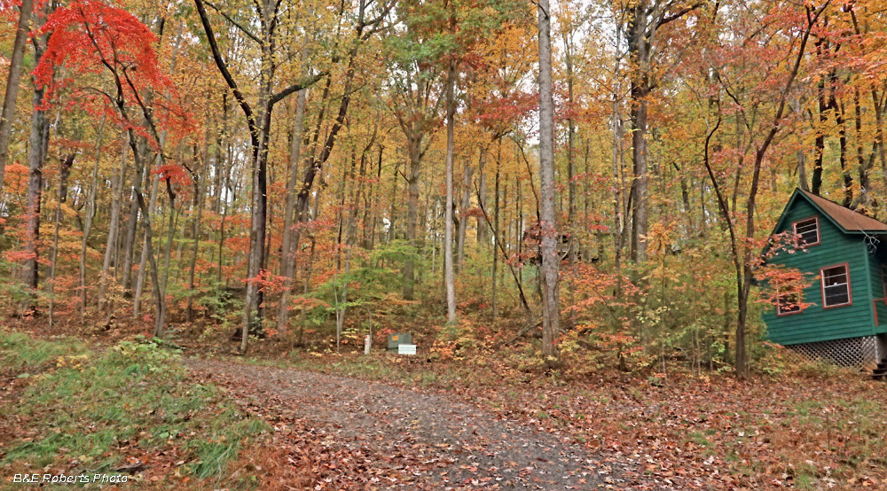 driveway_foliage