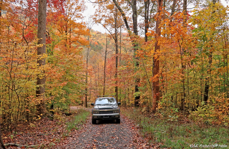 driveway_foliage