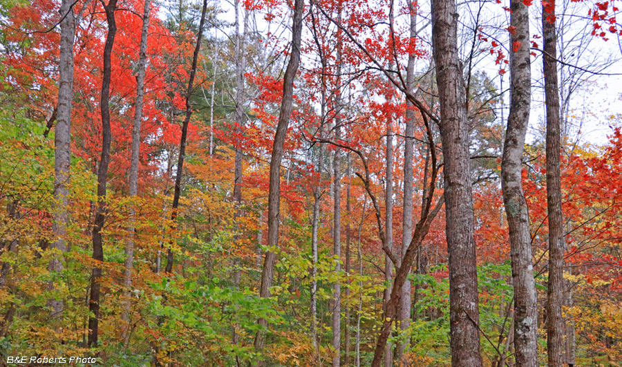 foliage