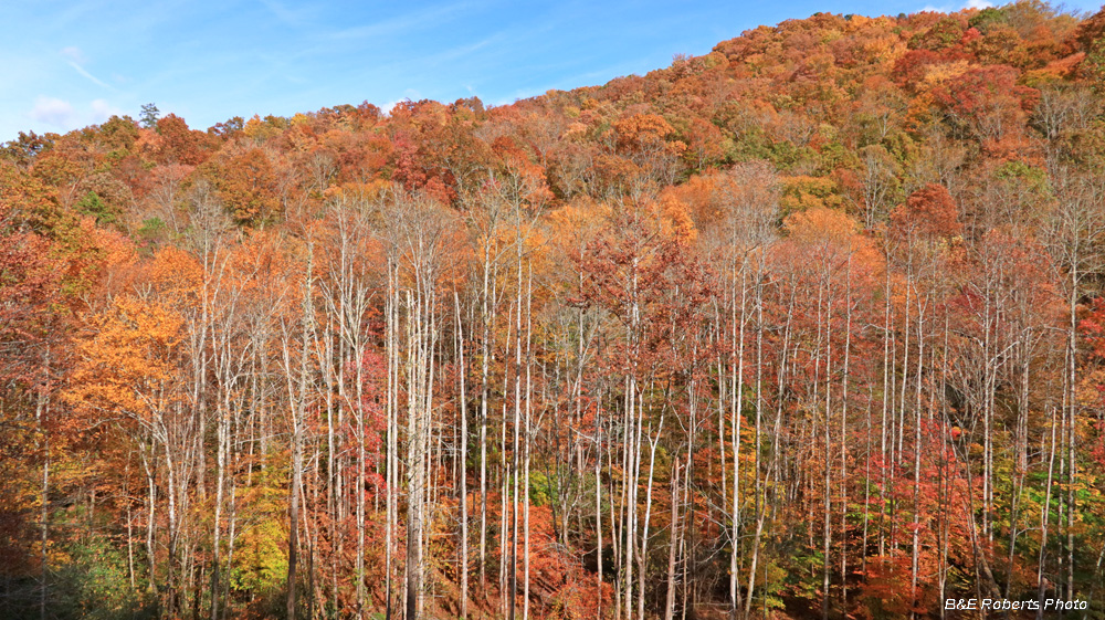 Ridge_foliage