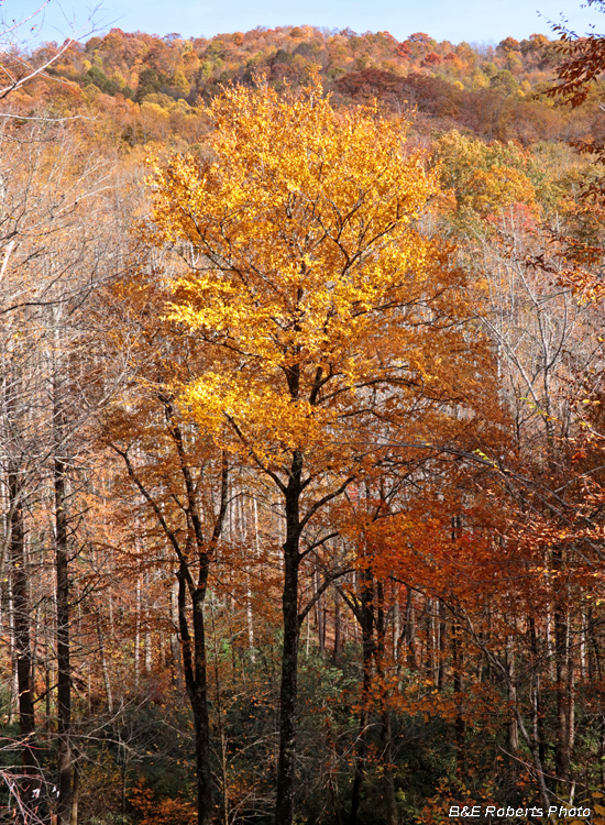 Foliage-yellow_tree