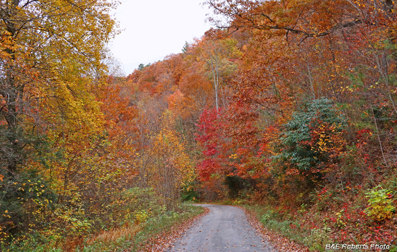 Road_foliage