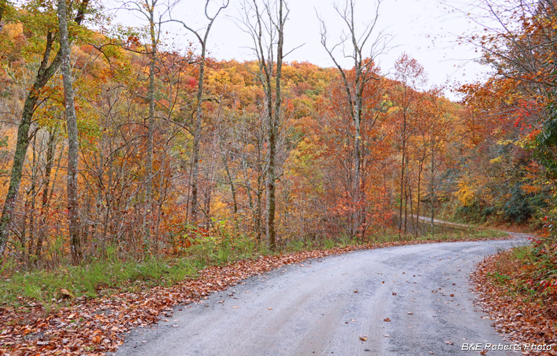 Road_foliage