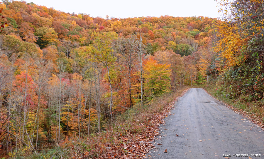 Road_foliage