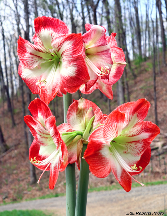 Amaryllis