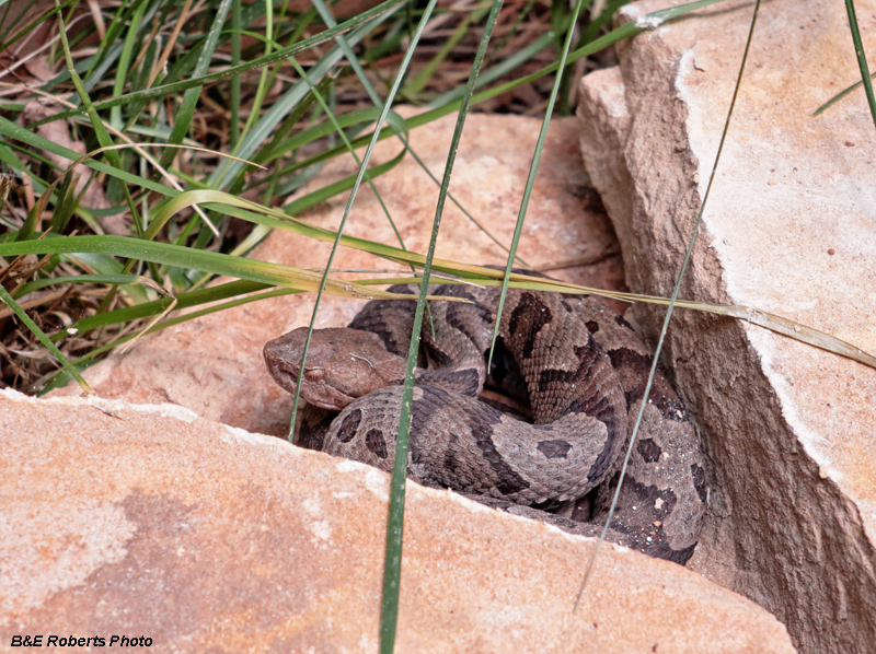 Copperhead