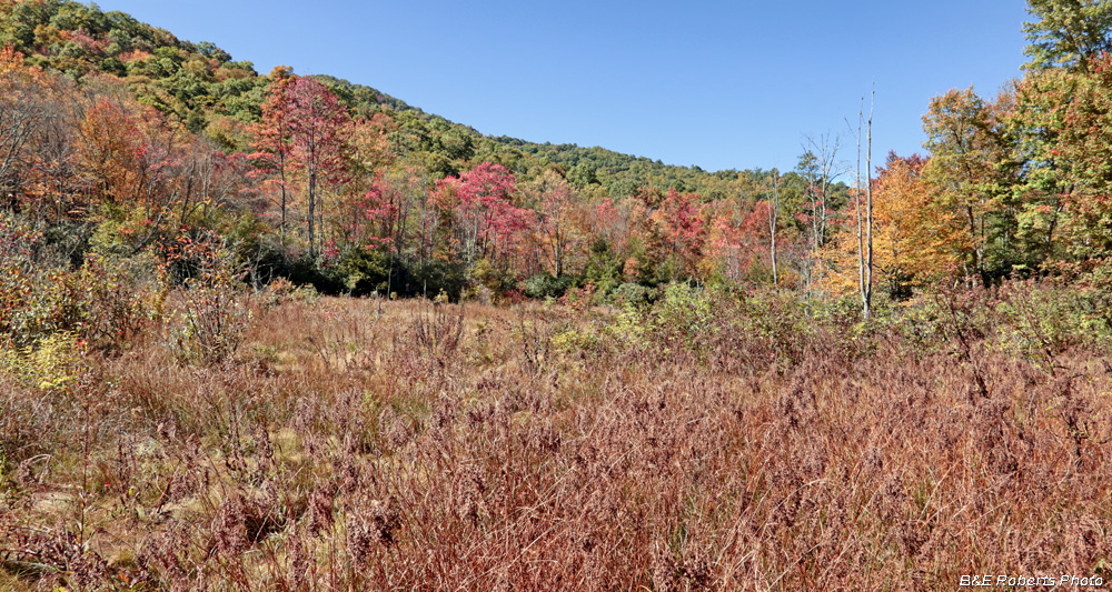 Bog_foliage