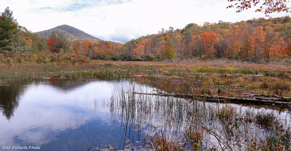 Bog_foliage