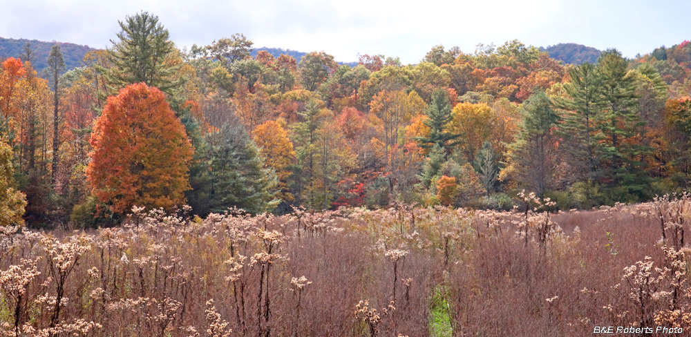 Meadow_foliage