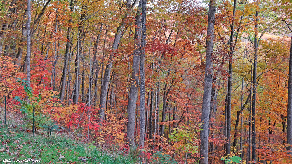 Yard_foliage