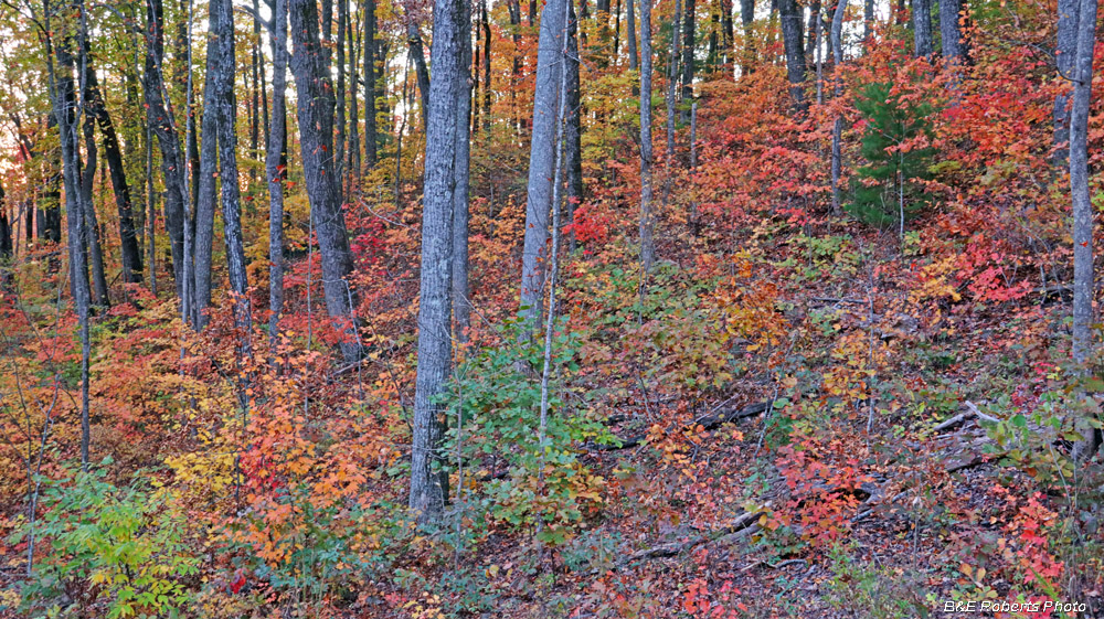 Yard_foliage