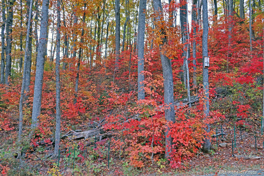 Yard_foliage