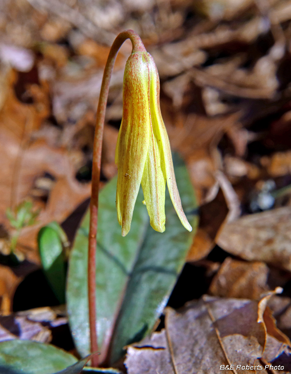 Trout_Lily