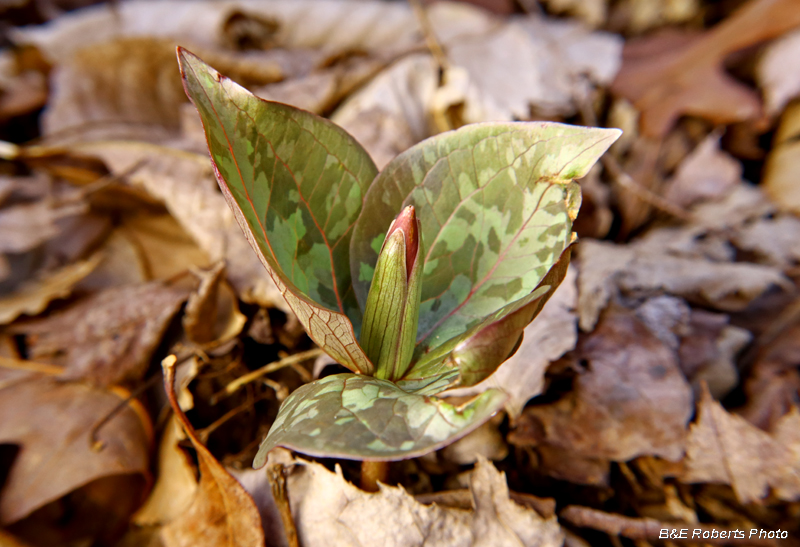 Trillium_cuneatum