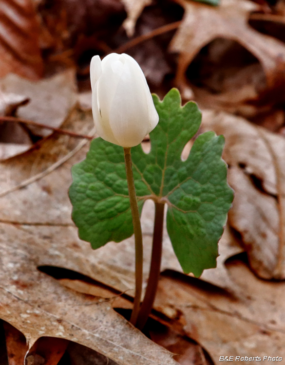 Bloodroot