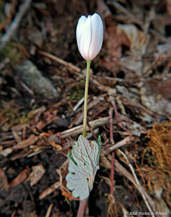 Bloodroot