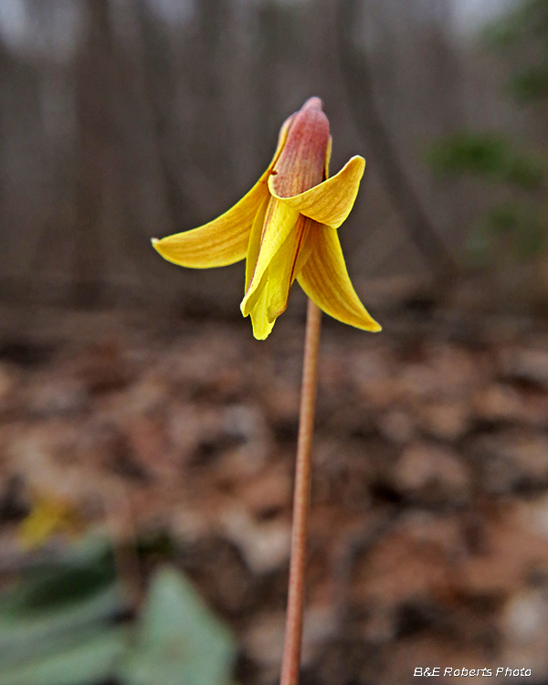 Trout_Lily