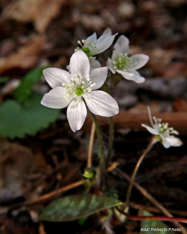 Hepatica