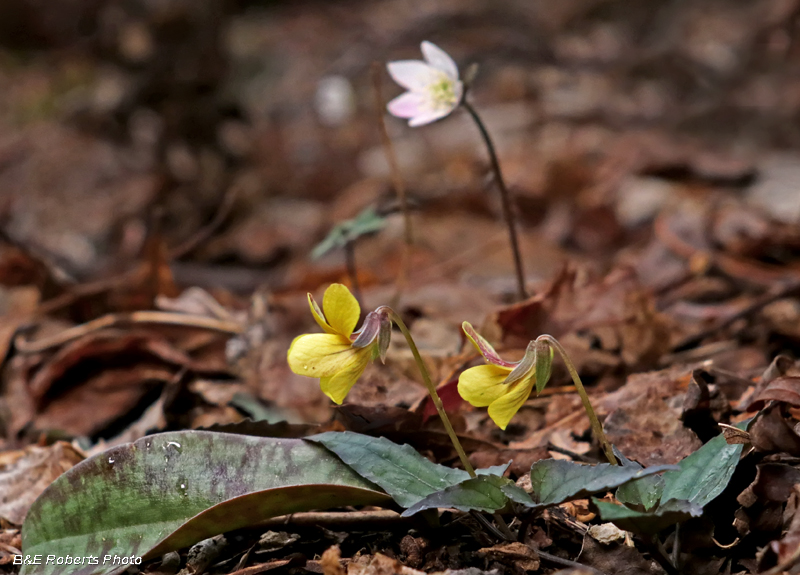 Violets-Hepatica